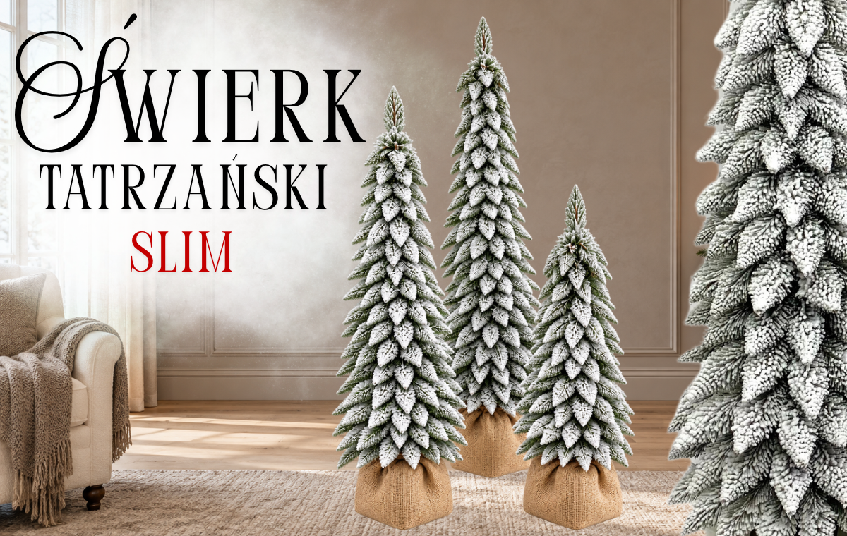Miejsce na zdjęcie: Świerk tatrzański SLIM